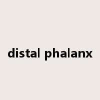 distal phalanx是什么意思