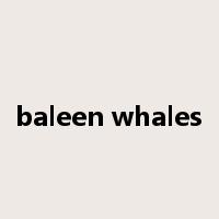 baleen whales是什么意思