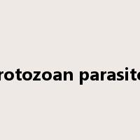 protozoan parasites是什么意思