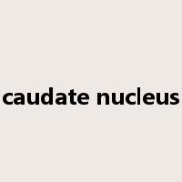 caudate nucleus是什么意思
