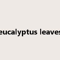 eucalyptus leaves是什么意思