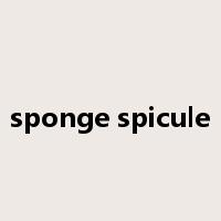 sponge spicule是什么意思