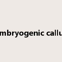 embryogenic callus是什么意思