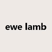 ewe lamb是什么意思