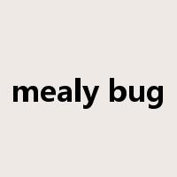 mealy bug是什么意思