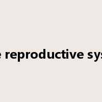 male reproductive system是什么意思