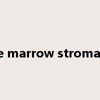 bone marrow stromal cell是什么意思