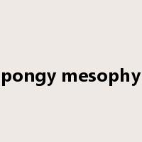 spongy mesophyll是什么意思