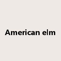 American elm是什么意思