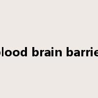 blood brain barrier是什么意思