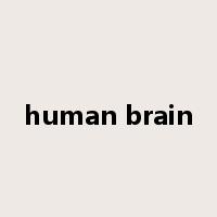 human brain是什么意思