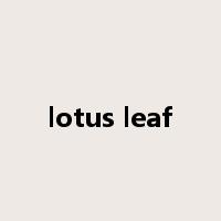 lotus leaf是什么意思