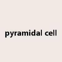pyramidal cell是什么意思