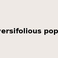 diversifolious poplar是什么意思