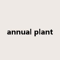 annual plant是什么意思
