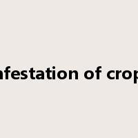 Infestation of crops是什么意思