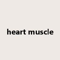 heart muscle是什么意思