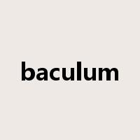 baculum是什么意思