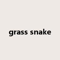 grass snake是什么意思