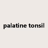 palatine tonsil是什么意思