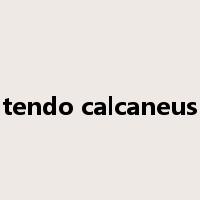 tendo calcaneus是什么意思