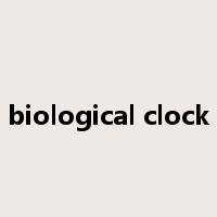 biological clock是什么意思