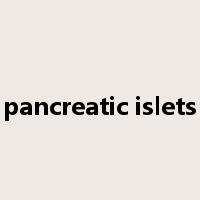 pancreatic islets是什么意思