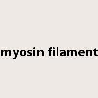 myosin filament是什么意思