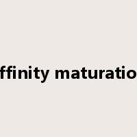 affinity maturation是什么意思