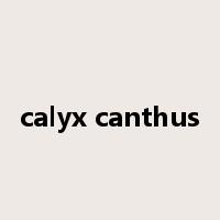 calyx canthus是什么意思