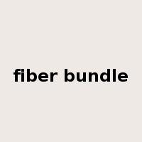 fiber bundle是什么意思