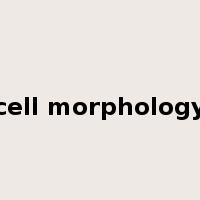 cell morphology是什么意思