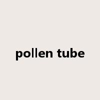 pollen tube是什么意思