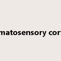 somatosensory cortex是什么意思