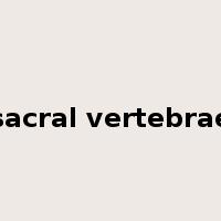 sacral vertebrae是什么意思