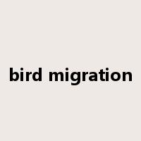bird migration是什么意思