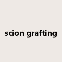scion grafting是什么意思