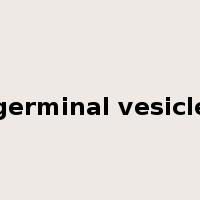 germinal vesicle是什么意思