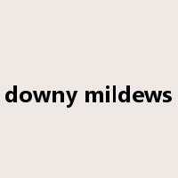 downy mildews是什么意思