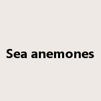 Sea anemones是什么意思
