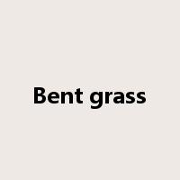 Bent grass是什么意思