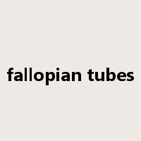 fallopian tubes是什么意思