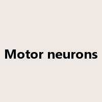 Motor neurons是什么意思