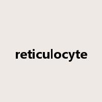 reticulocyte是什么意思