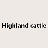 Highland cattle是什么意思