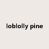 loblolly pine是什么意思