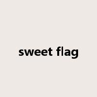 sweet flag是什么意思