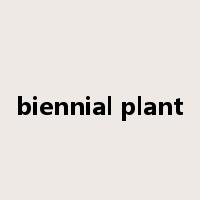biennial plant是什么意思