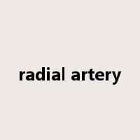 radial artery是什么意思
