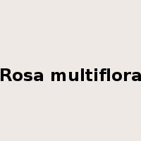 Rosa multiflora是什么意思